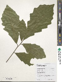 Quercus bicolor image