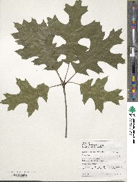 Quercus coccinea image