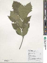 Quercus michauxii image