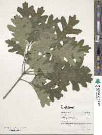 Quercus alba image