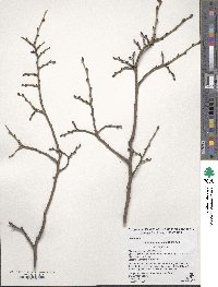 Ulmus szechuanica image