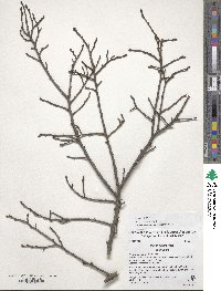 Ulmus minor image