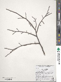 Ulmus alata image