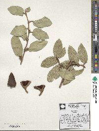 Ficus pumila image