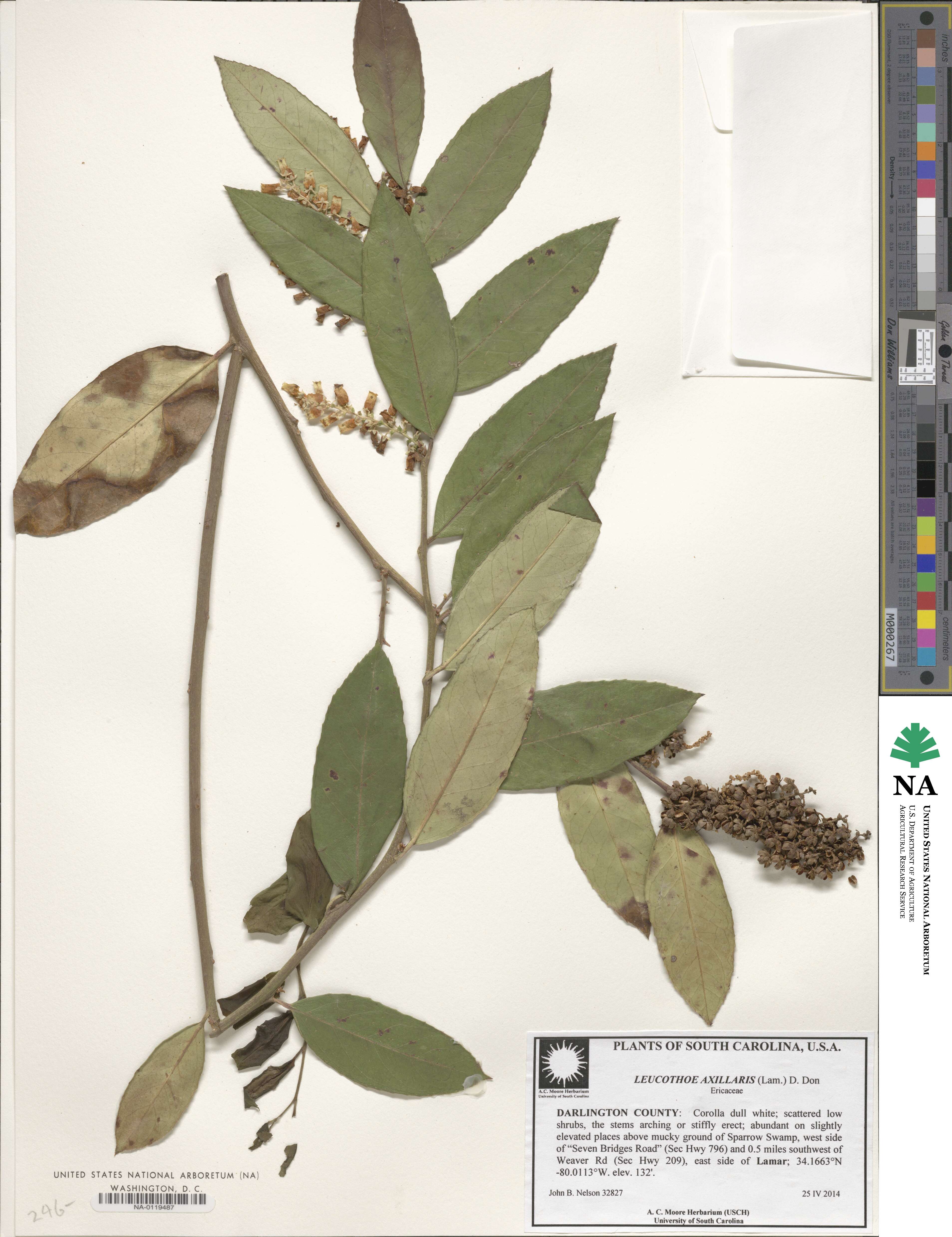 Leucothoe axillaris image