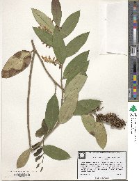 Image of Leucothoe axillaris