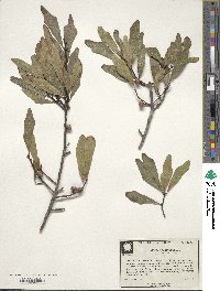 Quercus laurifolia image