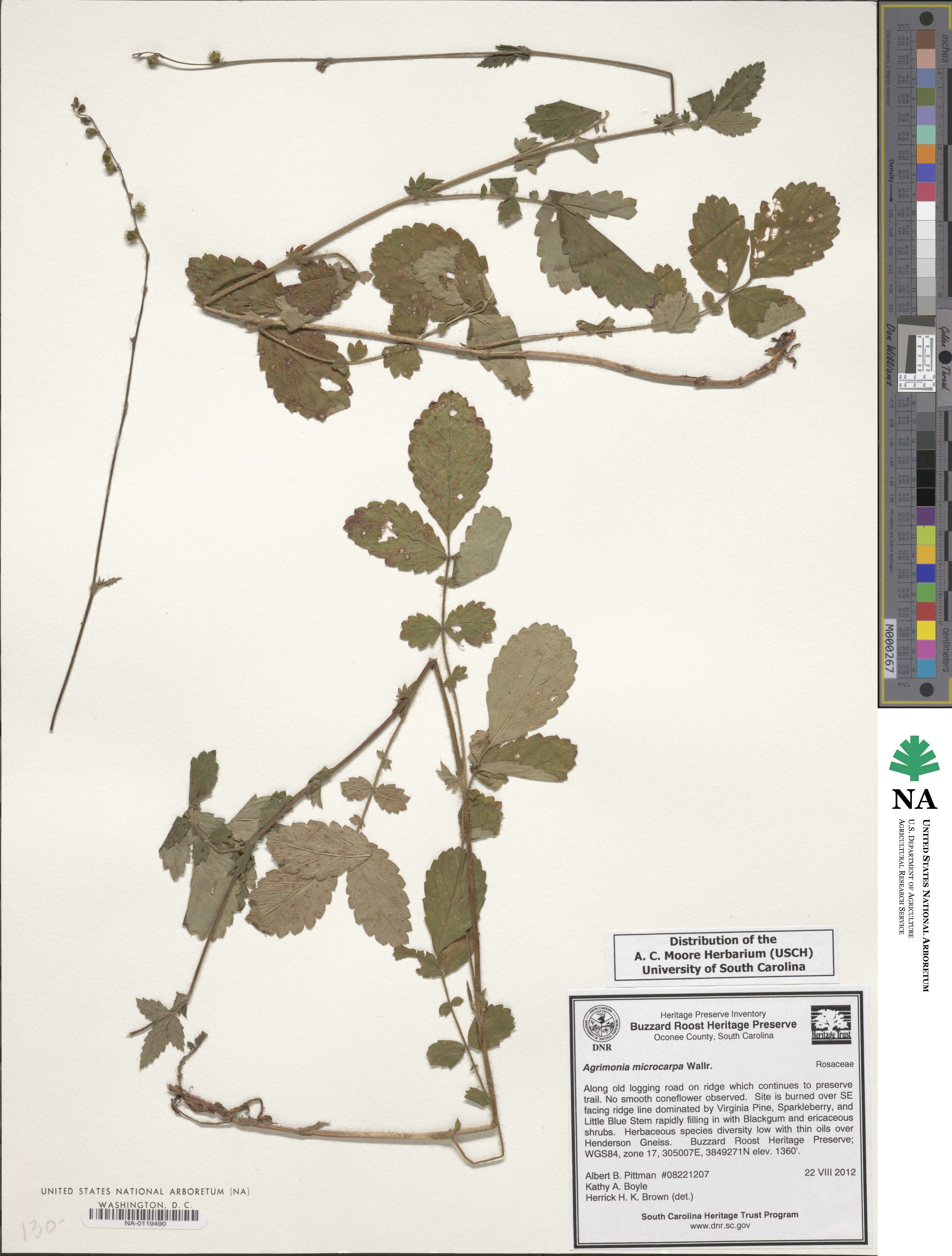 Agrimonia microcarpa image