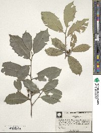 Ilex opaca image