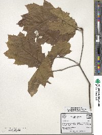 Quercus rubra image