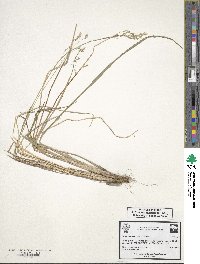 Cinna latifolia image