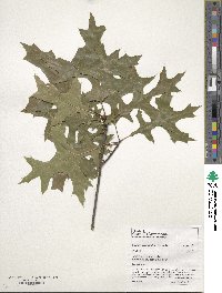 Quercus palustris image