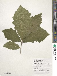 Quercus bicolor image