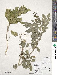 Murraya paniculata image