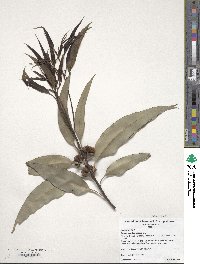 Eucalyptus botryoides image