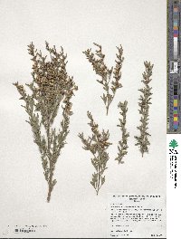 Image of Leptospermum polygalifolium