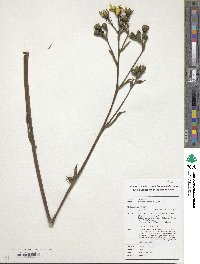 Farfugium japonicum image