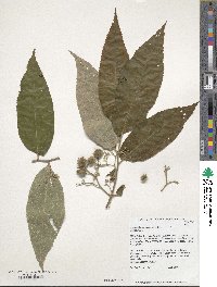 Commersonia bartramia image