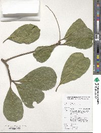 Terminalia muelleri image