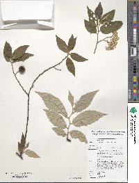 Commersonia bartramia image