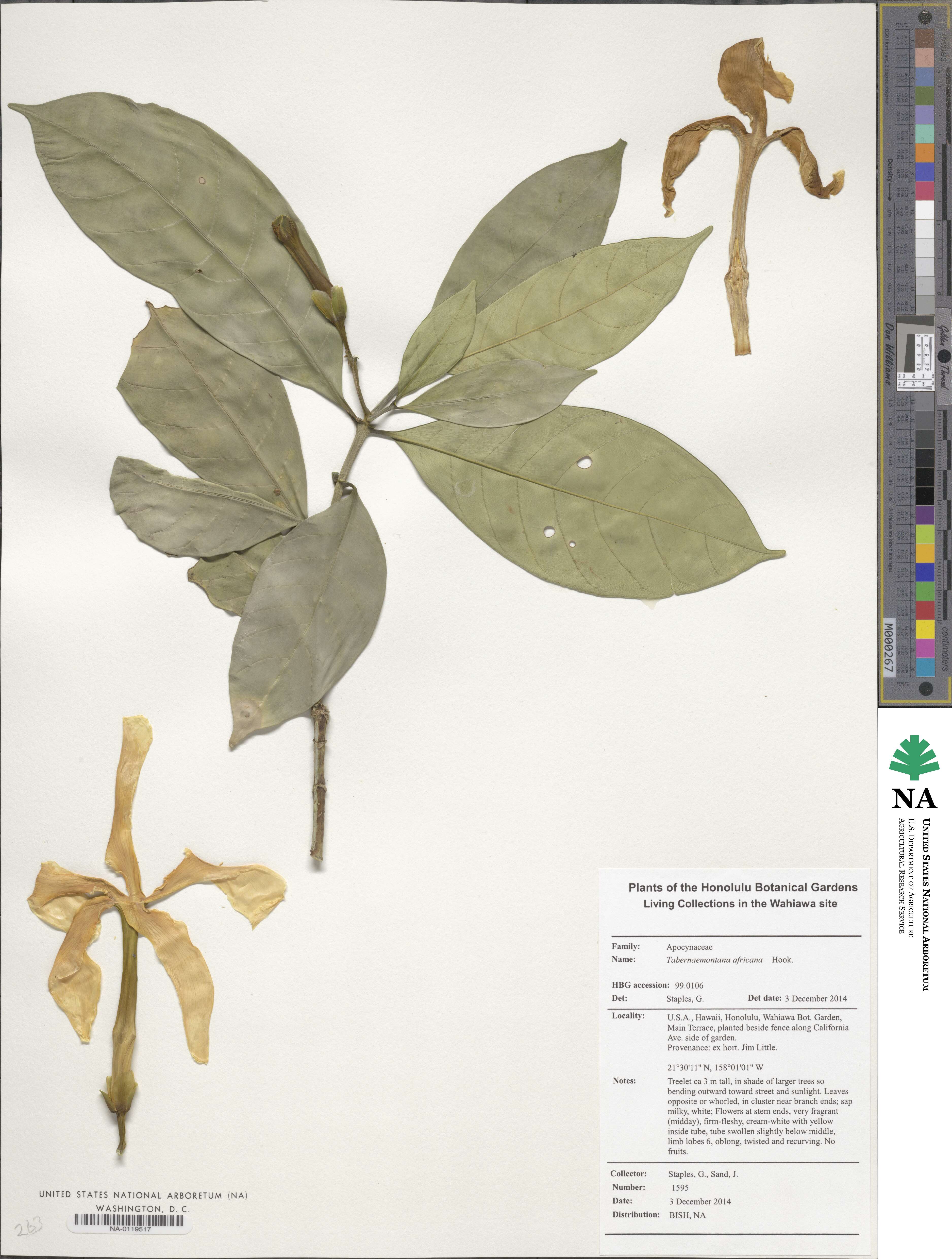 Tabernaemontana africana image