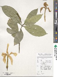Tabernaemontana africana image