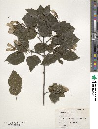 Acer tataricum image