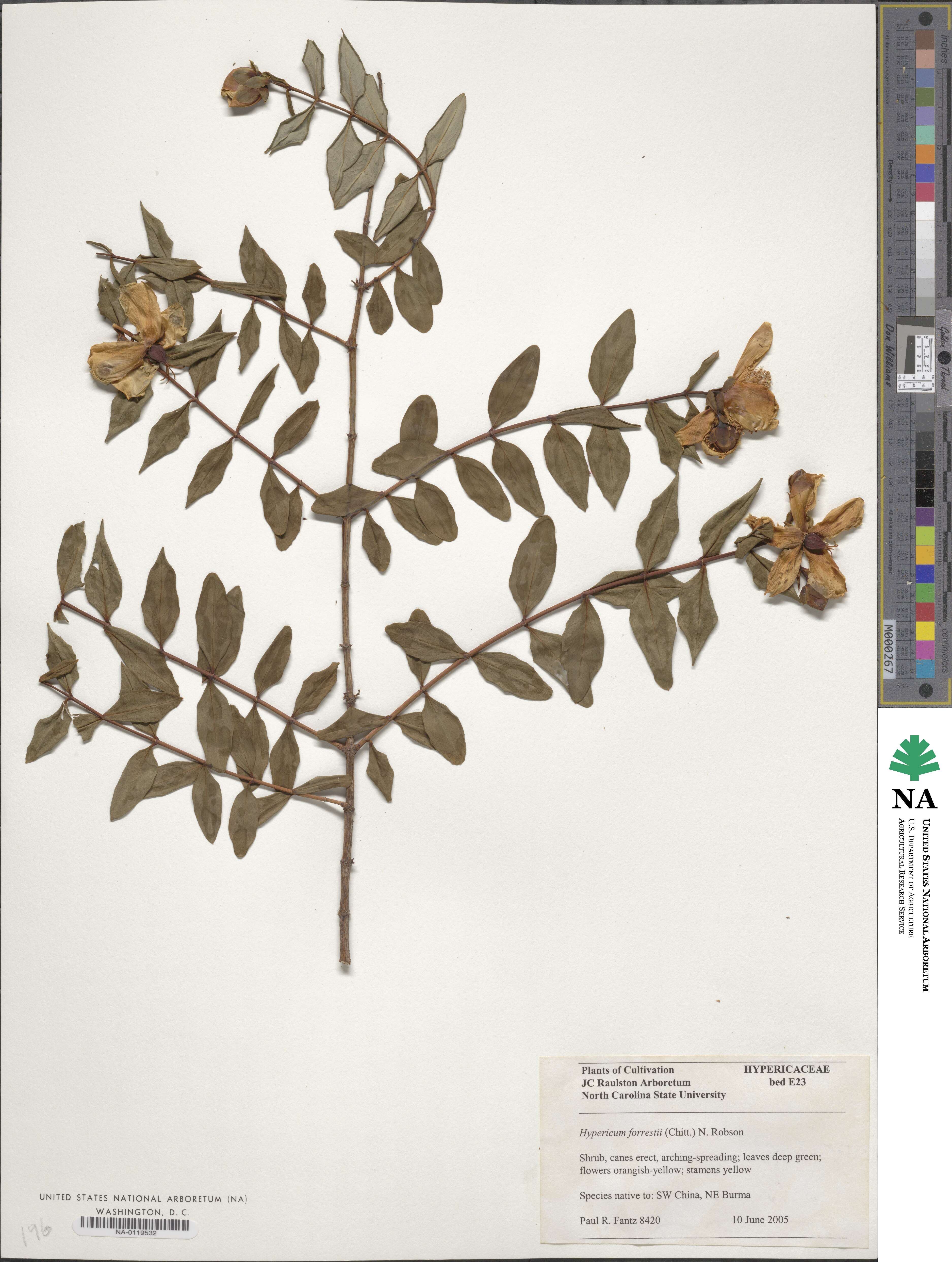 Hypericum forrestii image