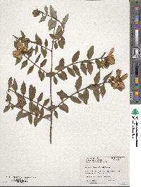 Hypericum forrestii image