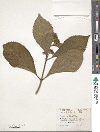 Hydrangea febrifuga image