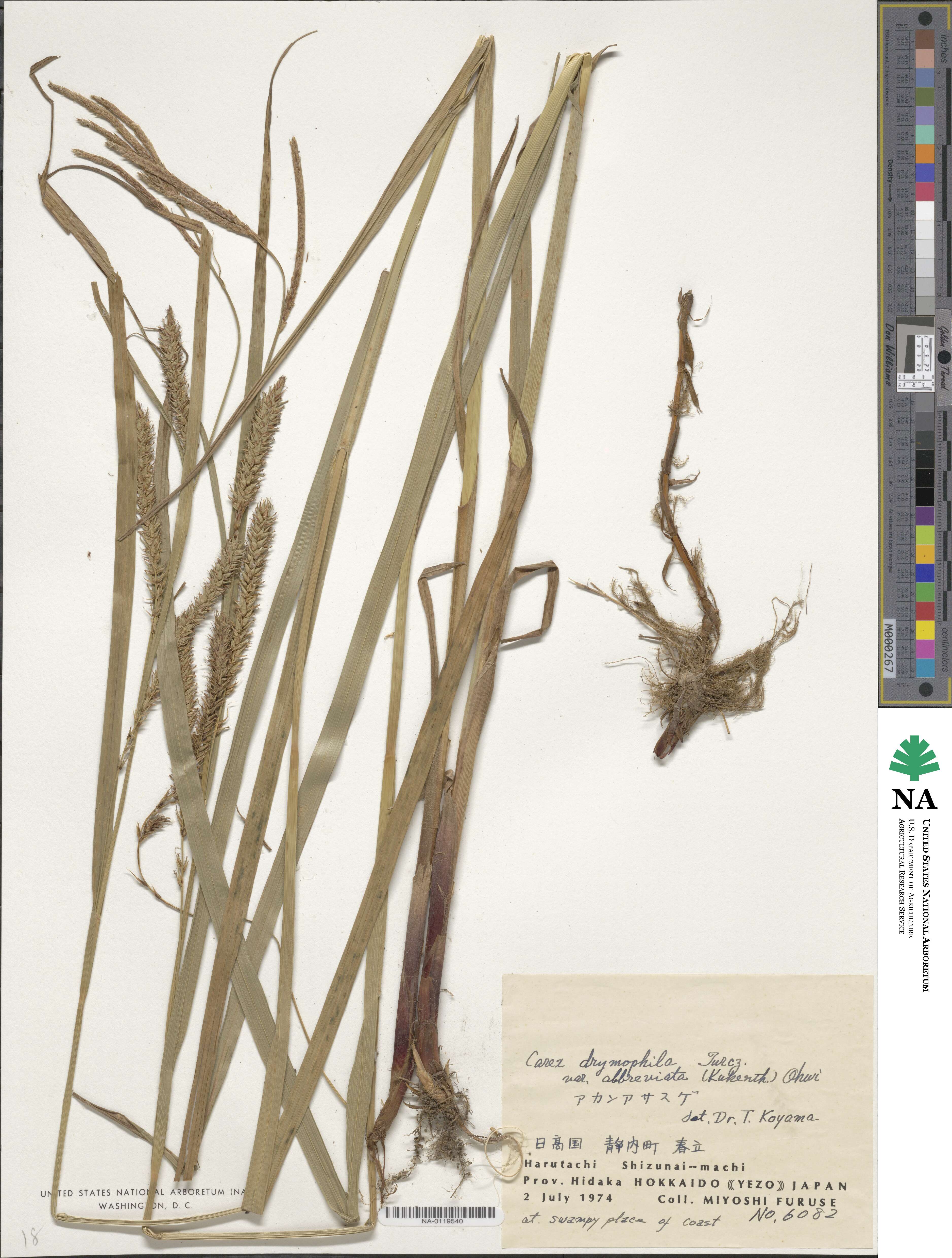 Carex sordida image