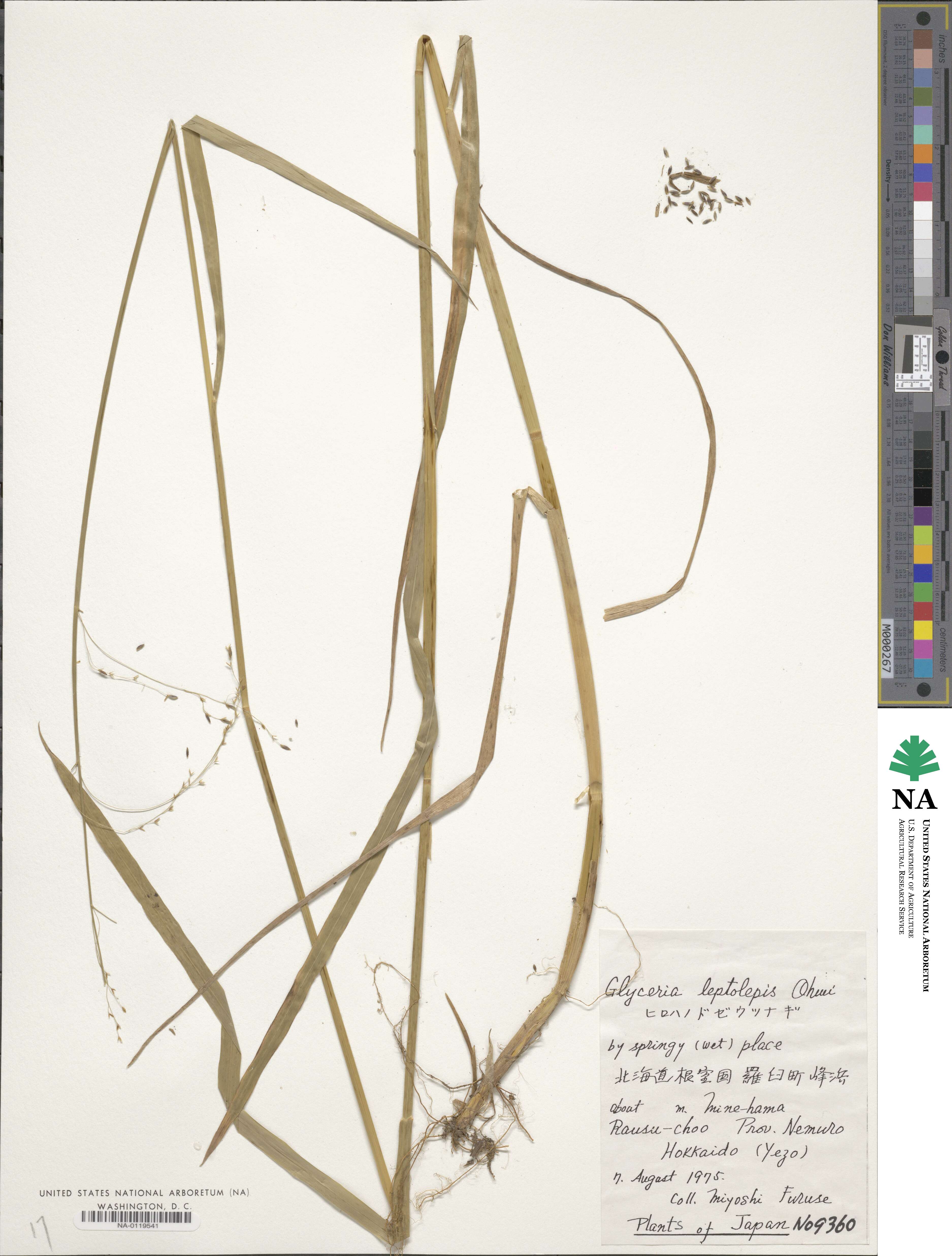 Glyceria leptolepis image