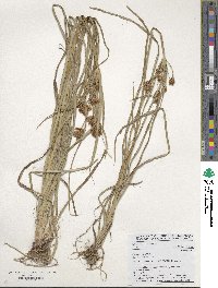 Cyperus esculentus image