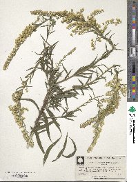 Image of Solidago leavenworthii