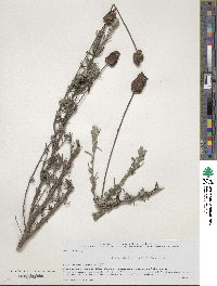 Lavandula stoechas image