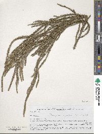 Dacrydium cupressinum image