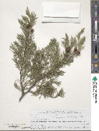 Cupressus lusitanica image