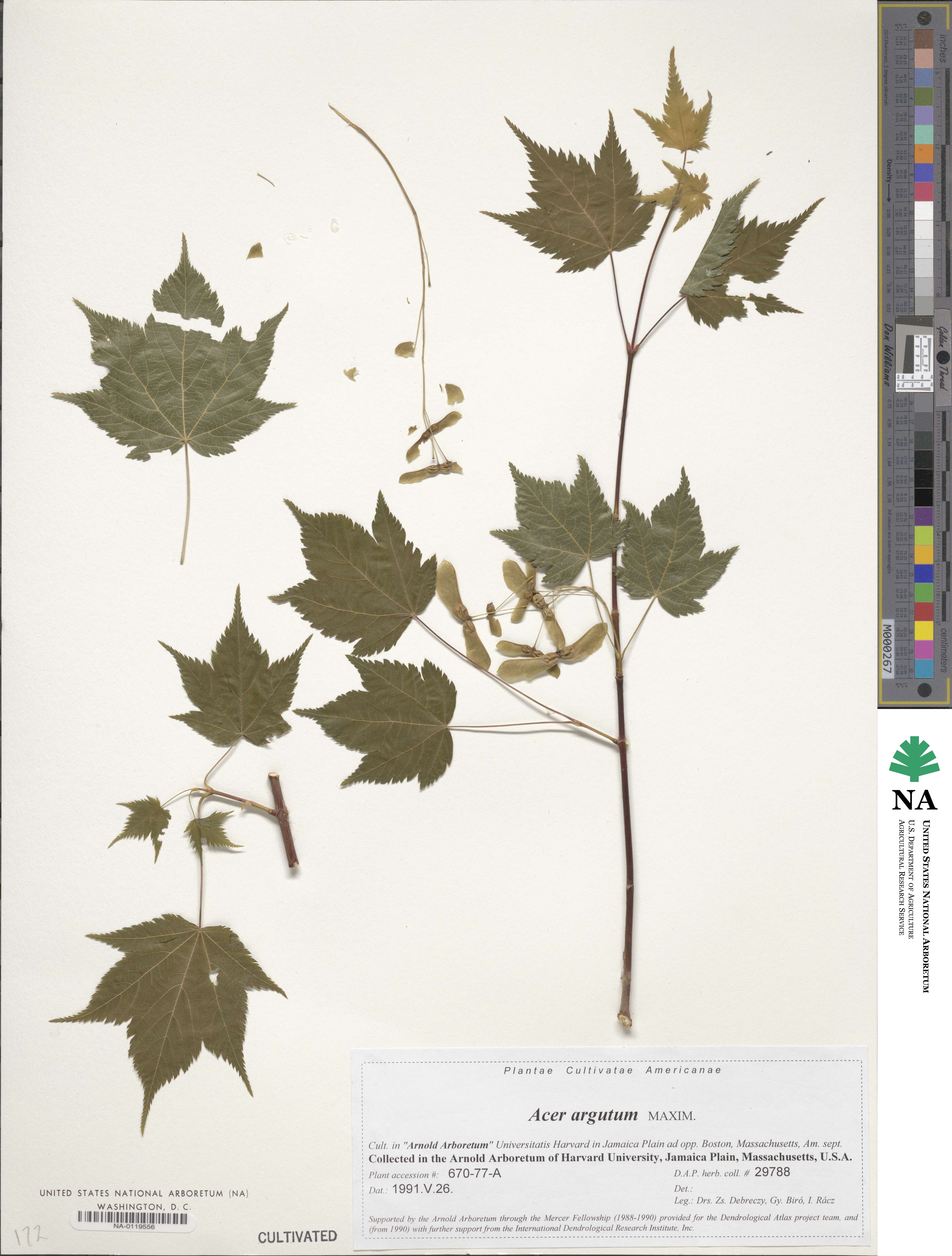 Acer argutum image