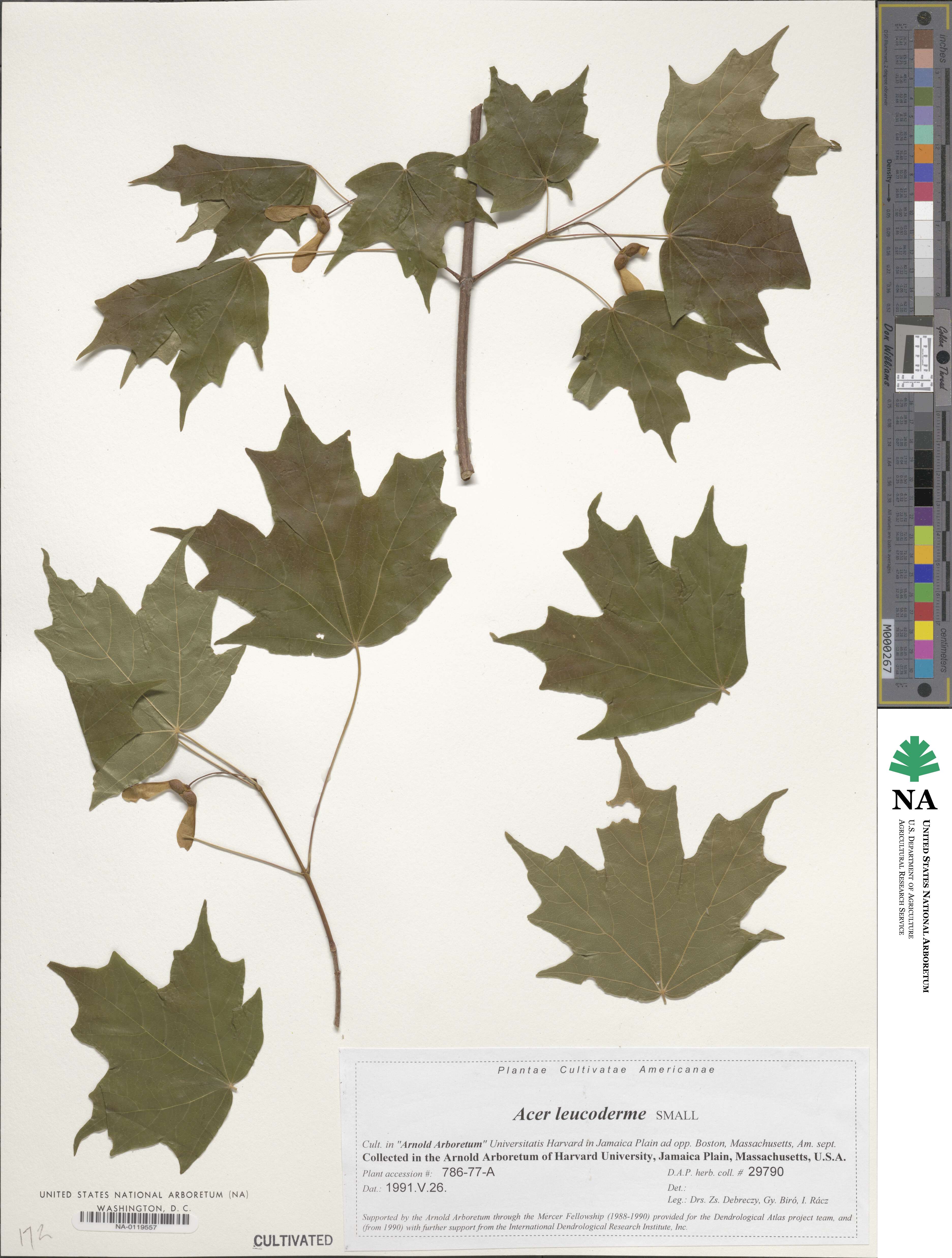 Acer leucoderme image