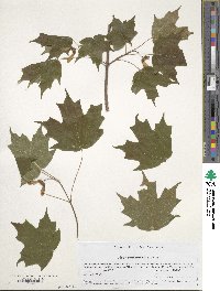 Acer leucoderme image