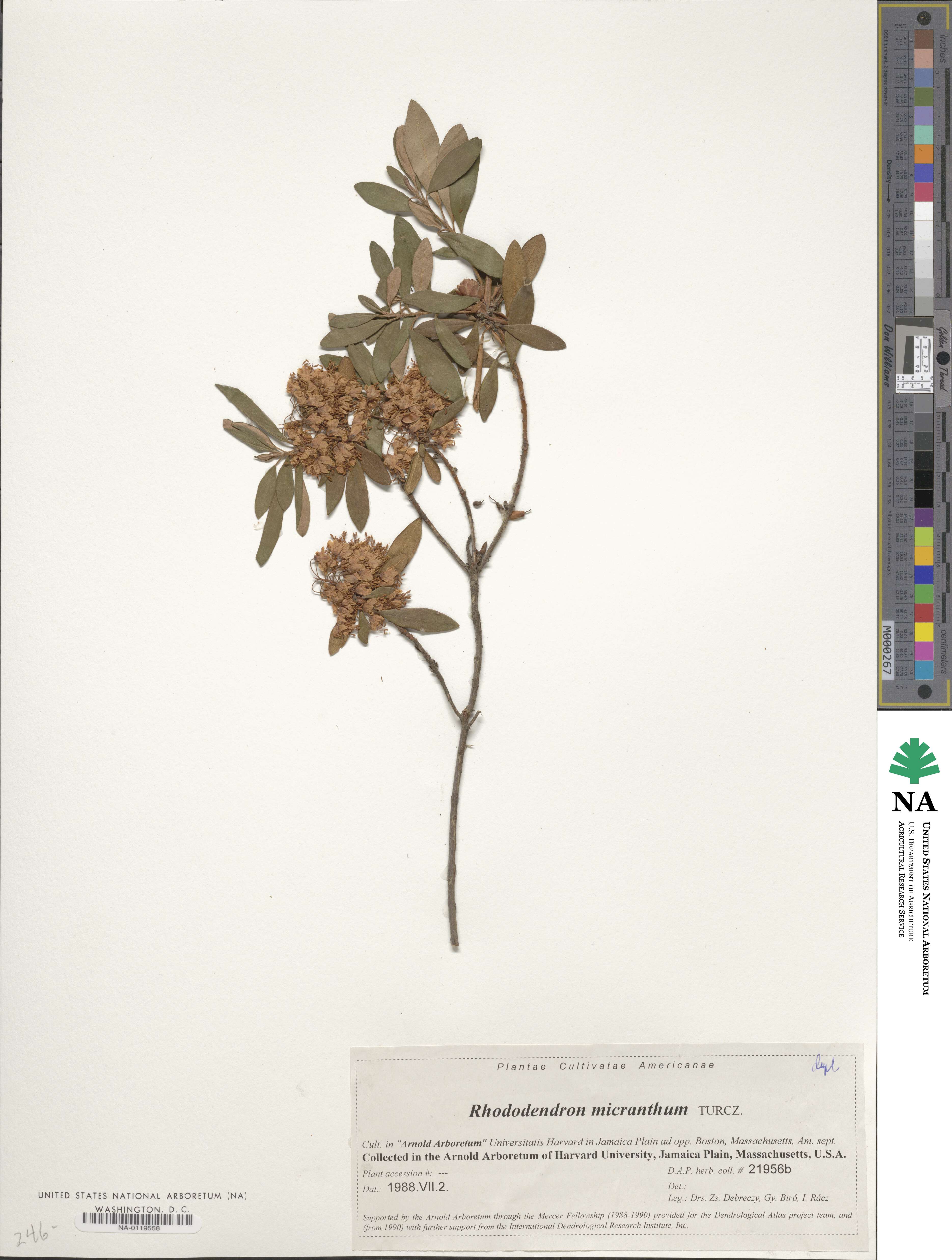 Rhododendron micranthum image