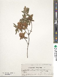 Rhododendron micranthum image