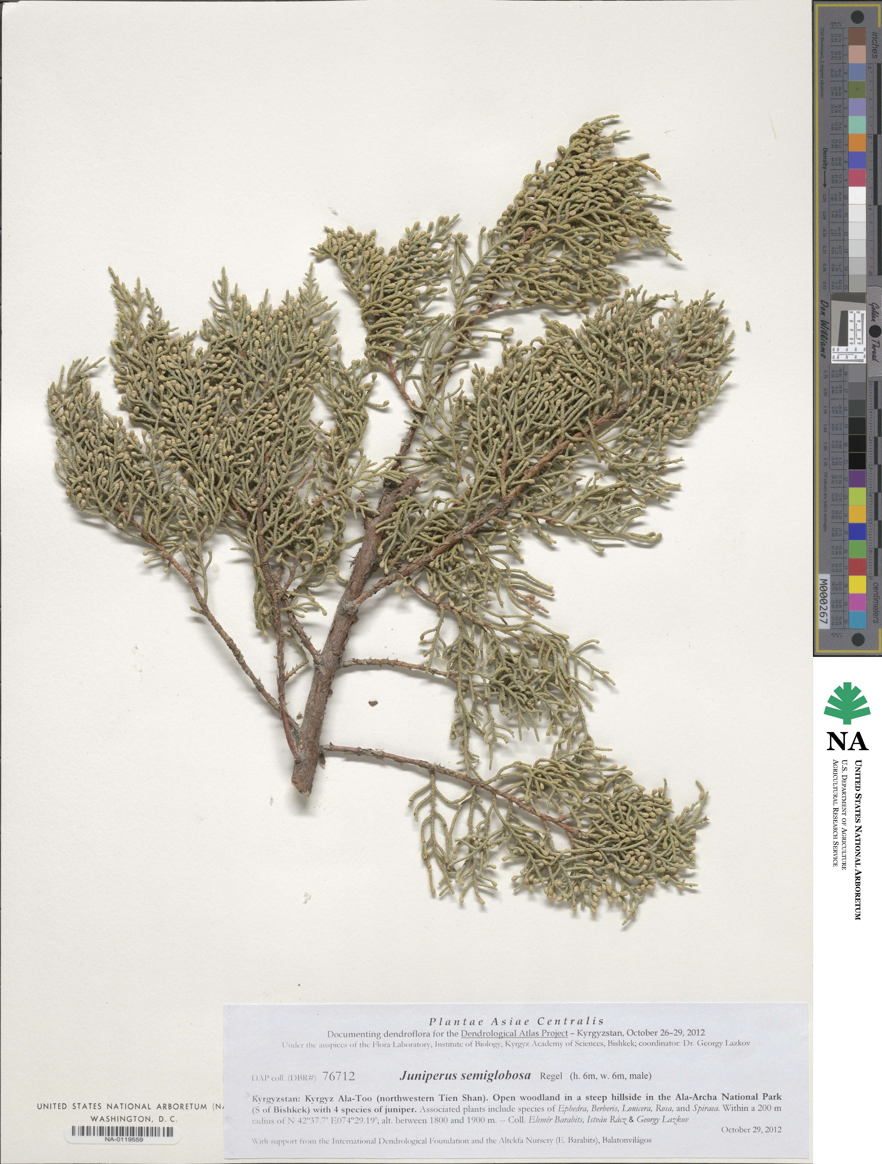 Juniperus semiglobosa image