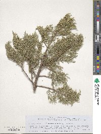 Juniperus semiglobosa image