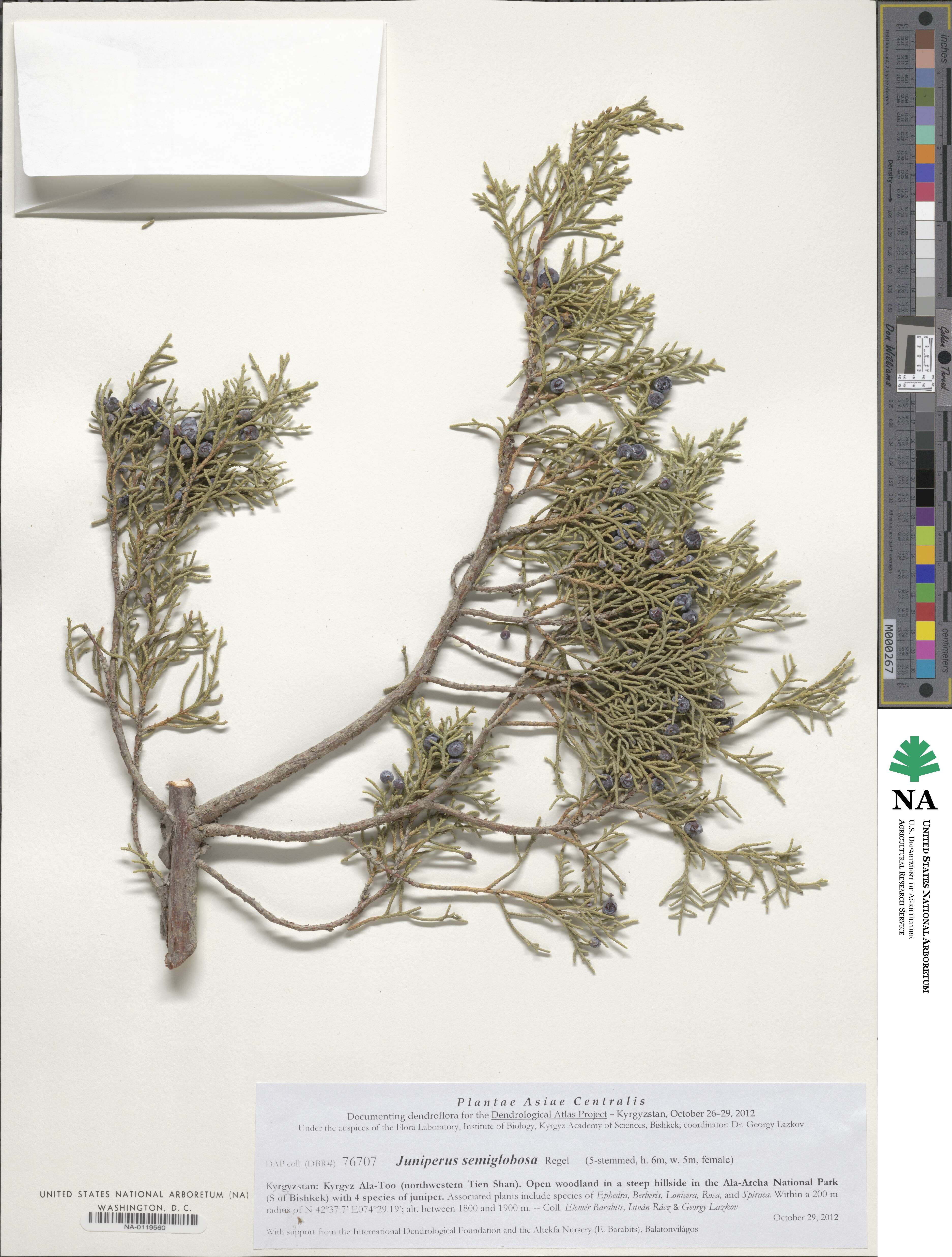 Juniperus semiglobosa image