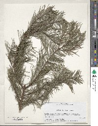 Abies guatemalensis var. jaliscana image