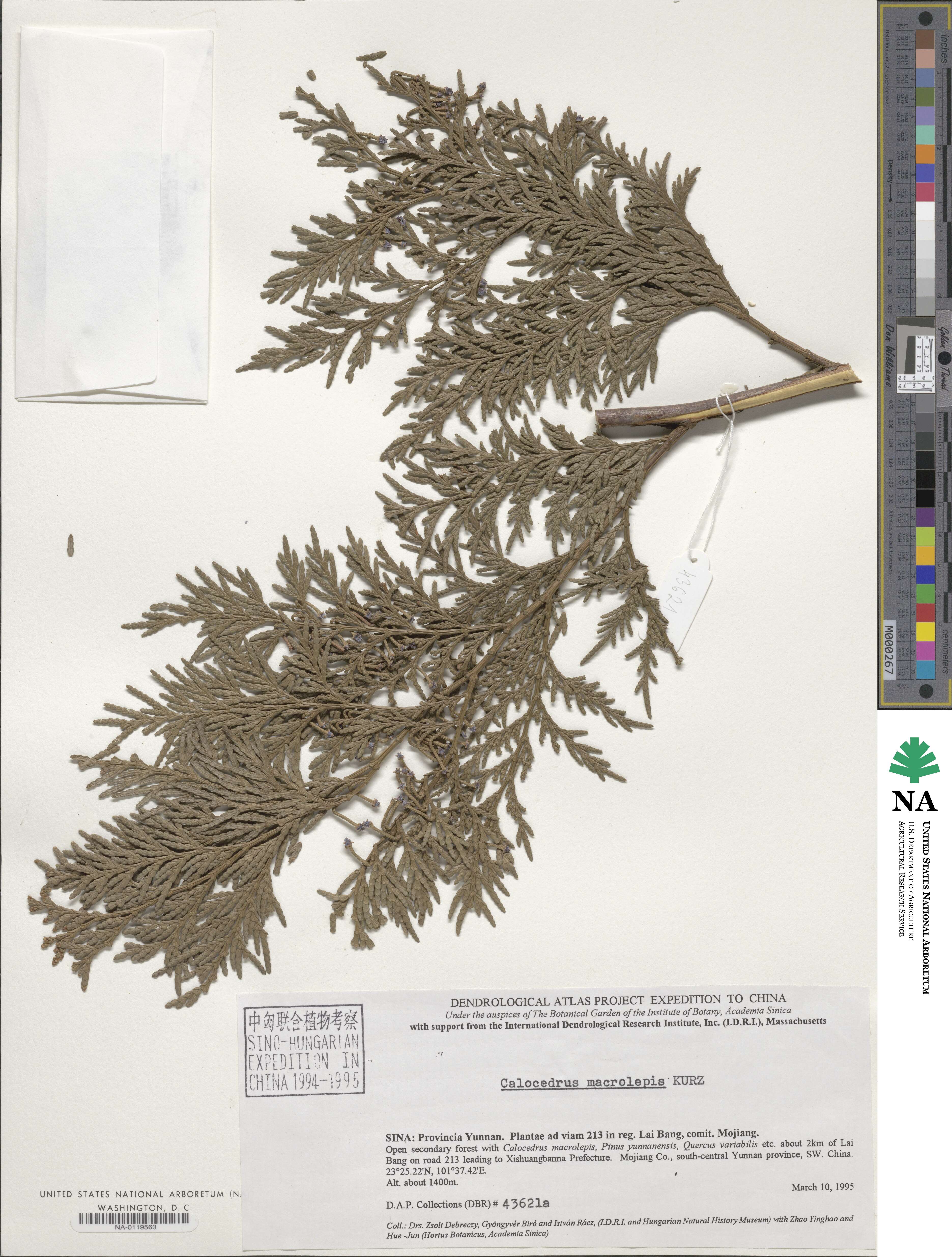 Calocedrus macrolepis image