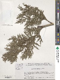 Calocedrus macrolepis image