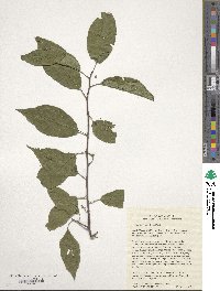 Prunus hortulana image