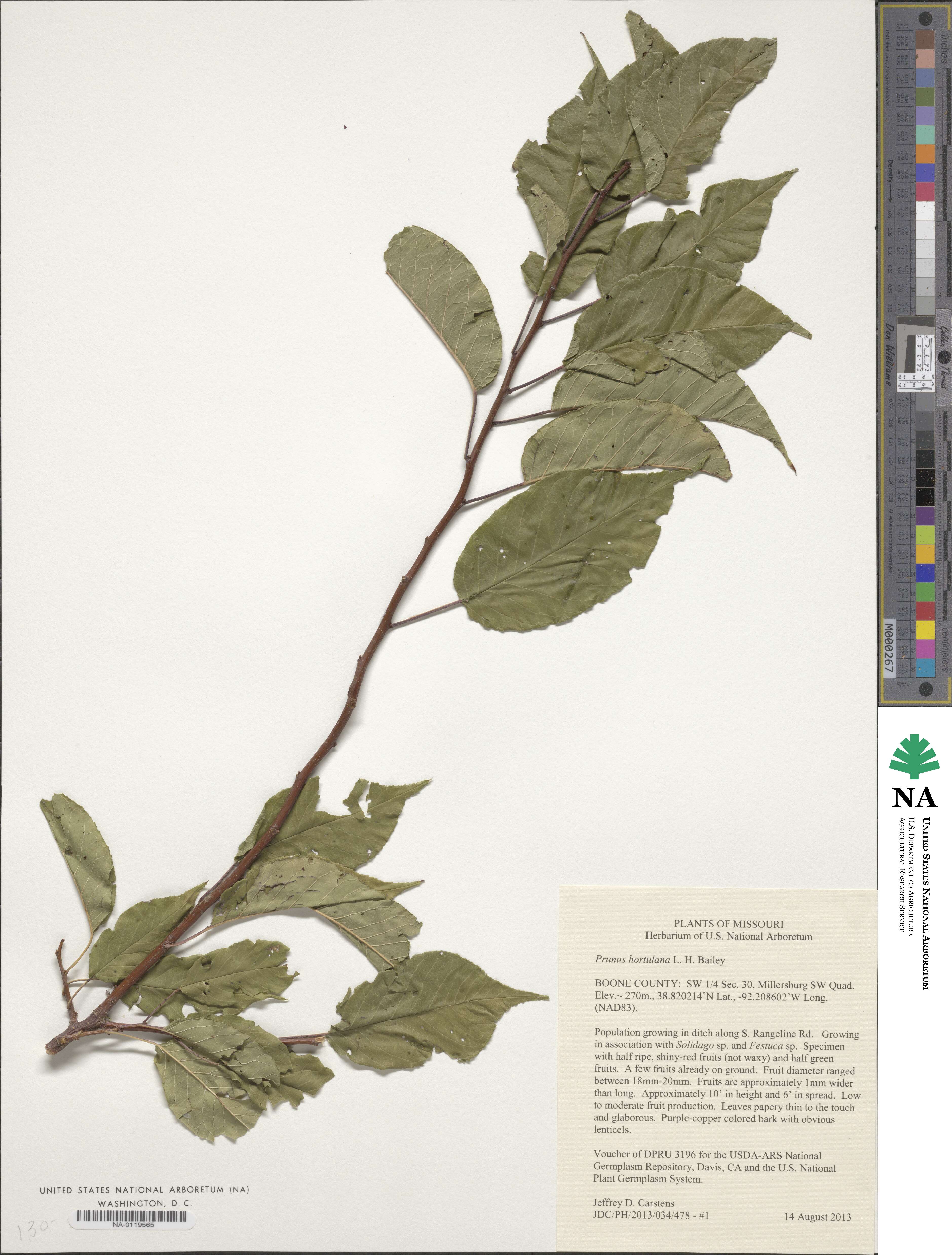 Prunus hortulana image